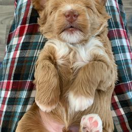 Australian Labradoodle Puppies from Integrity Labradoodles