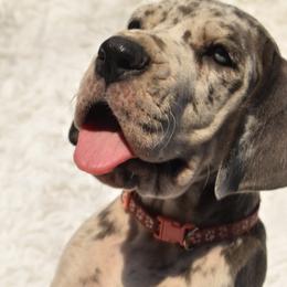 Great Dane Puppies from Big Tex K9 Konnection