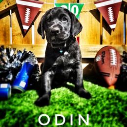 Labrador Retriever Puppies from Harrison's Lakeside Labradors