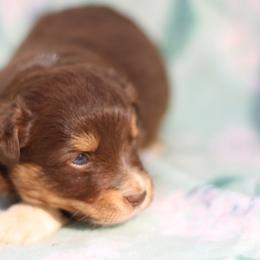 Female 1 - Red tri female Toy Australian Shepherd puppy in Newnan, Georgia from Baker's Down South Aussies