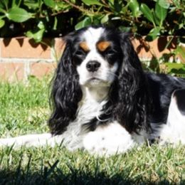 Cavalier King Charles Spaniels from Rancho Palos Verdes Cavaliers