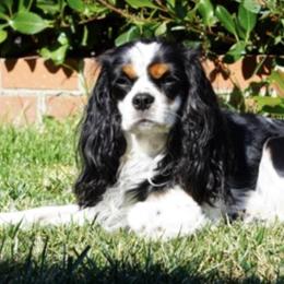 Cavalier King Charles Spaniels from Rancho Palos Verdes Cavaliers