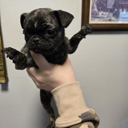 Boy 4 - Brindle male Pug puppy in Auburn, Kentucky from Prentice Family Pugs & Bugs