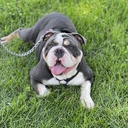 SKYE - Bulldog