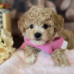 Honeysuckle - Sable female Aussiedoodle puppy in Prescott Valley, Arizona from Ramirez Family Doodles