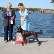 Carolina Dogs from Full Circle Carolina Dogs