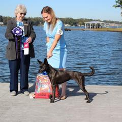 Carolina Dogs from Full Circle Carolina Dogs