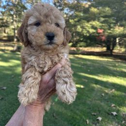 Goldie - Red  female Goldendoodle puppy in Baileyton, Alabama from Edge Farm Goldendoodles