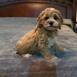 Assorted Doodle Crosses, Cavapoo, Cockapoo, and Poodle Puppies from Doodles by Tatum