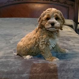 Assorted Doodle Crosses, Cavapoo, Cockapoo, and Poodle Puppies from Doodles by Tatum