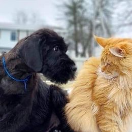 Giant Schnauzers from Preston Schnauzers