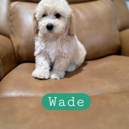 Wade - male Cavapoochon puppy in Bullard, Texas from Cavapoochon Central LLC