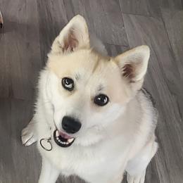 Mika - Pomsky
