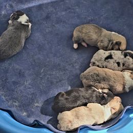 American Corgi Puppies from Whitecreek Corgis of Columbus, IN