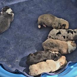 American Corgi Puppies from Whitecreek Corgis of Columbus, IN