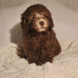 Poodle Puppies from Pawsh Petites