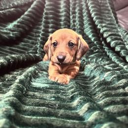 Mr Green - Red male Dachshund puppy in Casa Grande, Arizona from Furever Doxie Paws
