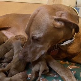 Hailey - Vizsla
