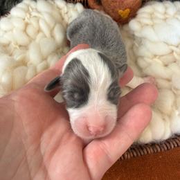 Sterling - Blue male Pembroke Welsh Corgi puppy in Paxton, Illinois from McGovern Family Corgis