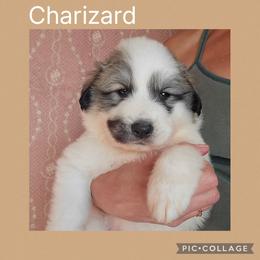 Tan collar- Charizard - White and gray male Great Pyrenees puppy in Mikado, Michigan from Brittain Family Farm
