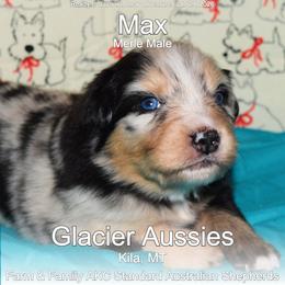 Max - Blue merle male Australian Shepherd puppy in Kila, Montana from Glacier Aussies