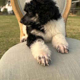 Poodle Puppies from Solara Kennels
