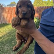 Pink-Molly Weasley - Mahogany female Irish Setter puppy in Franklin, Idaho from Spring Creek Irish Setters