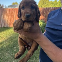 Pink-Molly Weasley - Mahogany female Irish Setter puppy in Franklin, Idaho from Spring Creek Irish Setters