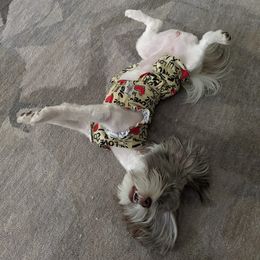 Havanese Puppies from Havanese Puppies of Austin Texas