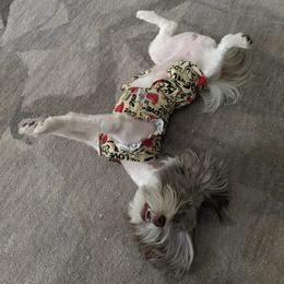 Havanese Puppies from Havanese Puppies of Austin Texas