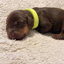 Dachshund Puppies from KhloeKPuppies