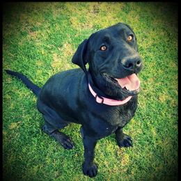 Isabell - Labrador Retriever