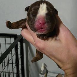 Female 7 - Chocolate tri-color female Bulldog puppy in Warsaw, New York from Hillview Kennels