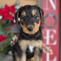 Airedale Terrier Puppies from RiverRun Terriers