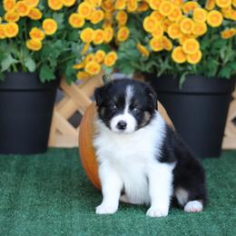Girl 1 - female Australian Shepherd puppy in Circleville, Utah from Canyon Creek Aussies