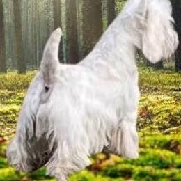 Colin - West Highland White Terrier