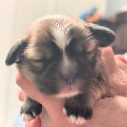 Marcus - Grizzle male Lhasa Apso puppy in Fort Worth, Texas from Cynthia's Lhasa Apsos