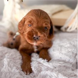 Raptor - Red  male Goldendoodle puppy in Garden Grove, California from Sunkissed Doodles