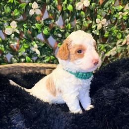 Boy 3 - Brown and white male Bernedoodle puppy in Cocoa, Florida from The Beach Doodles