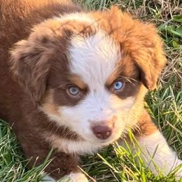 Timber - Red tri-color male Miniature American Shepherd puppy in Rockford, Illinois from Andover Aussies