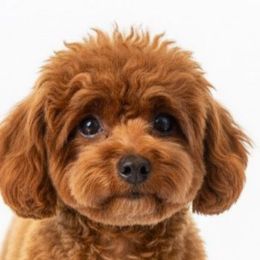 Poodles from AVCpoddles