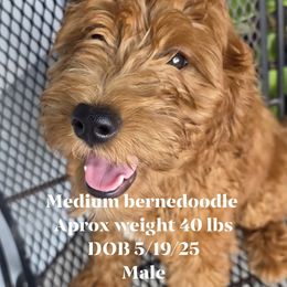 Queso boy 7 - Red male Bernedoodle puppy in Tampa, Florida from TOP NOTCH PUPS- BERNEDOODLE BREEDER