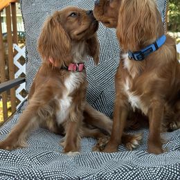 Cavalier King Charles Spaniel and Golden Retriever All Grown Up from Green Acres Nextgen