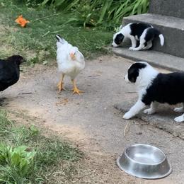 Border Collies from Hidey Hole Kennel