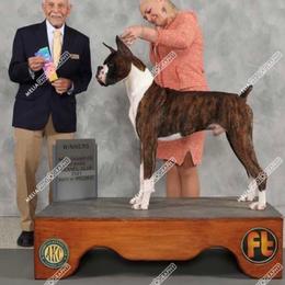 Jacob - Boxer