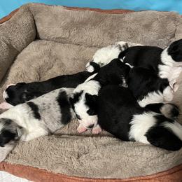 Border Collie Puppies from Roaring River Border Collies