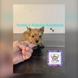 Quade - Sable male Yorkshire Terrier puppy in Dierks, Arkansas from Yorkie’s Klassie Kreations