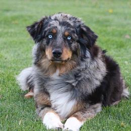 Twitter - Australian Shepherd