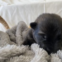 German Shepherd Puppies from Faithful Heart German Shepherds