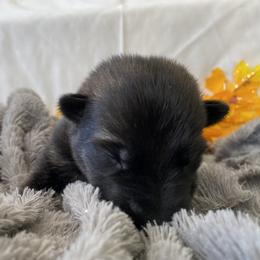German Shepherd Puppies from Faithful Heart German Shepherds
